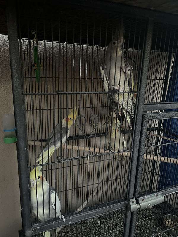 male-bird-for-sale-in-whittier-ca