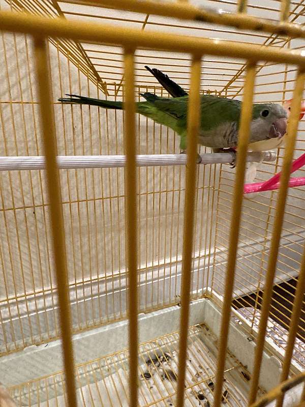 quaker-parrots-for-sale-in-fishkill-ny