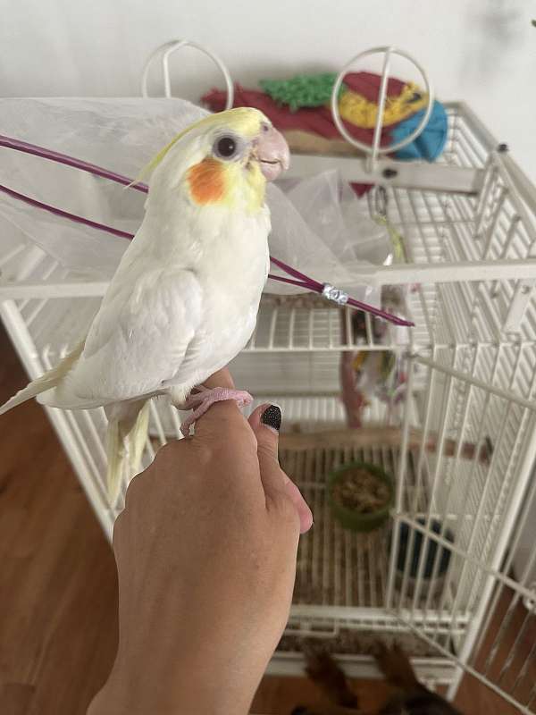 cockatiel-for-sale