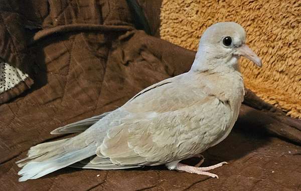 tan-white-ringneck-dove-for-sale