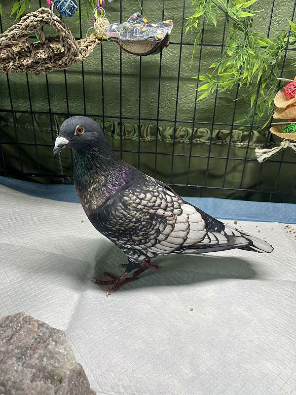 homing-pigeon-for-sale-in-dallas-tx
