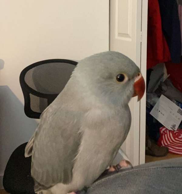cinnamon-grey-ringneck-parakeet-for-sale