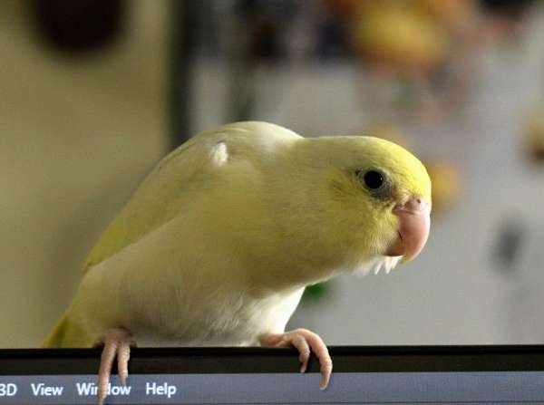 yellow-aggressive-cute-bird-for-sale