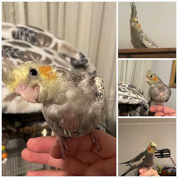 cockatiel-for-sale