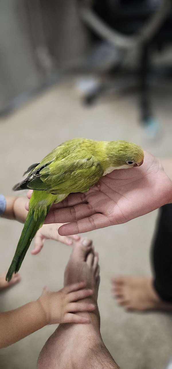 quaker-parrots-for-sale