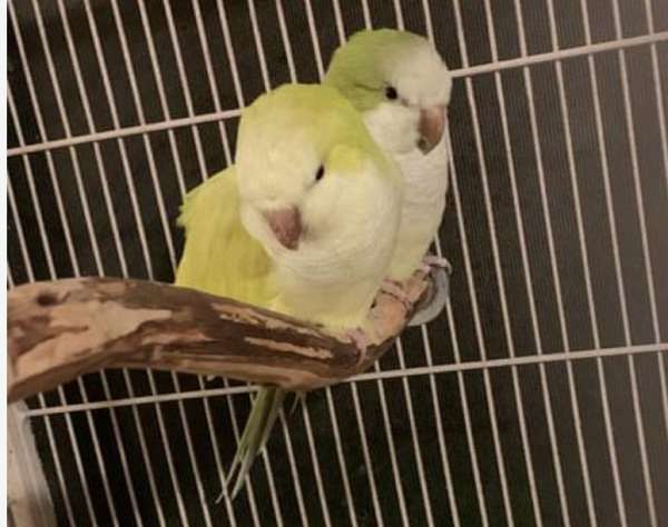 parrot-for-sale