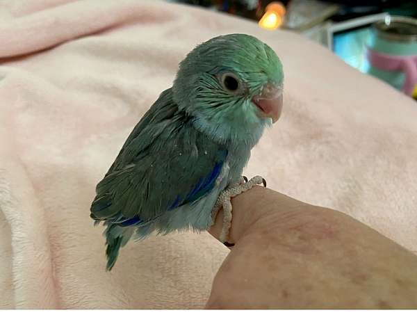parrot-parrotlet-for-sale-in-virginia