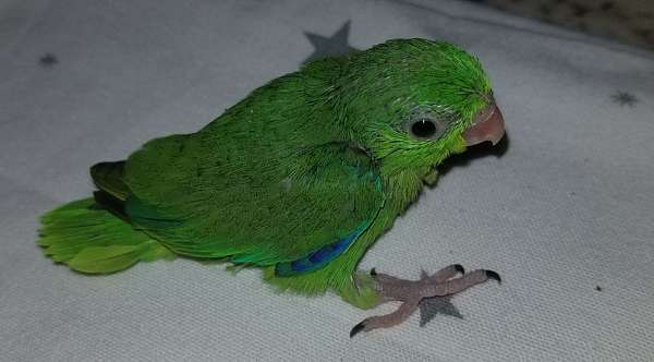 blue-green-parrotlet-for-sale