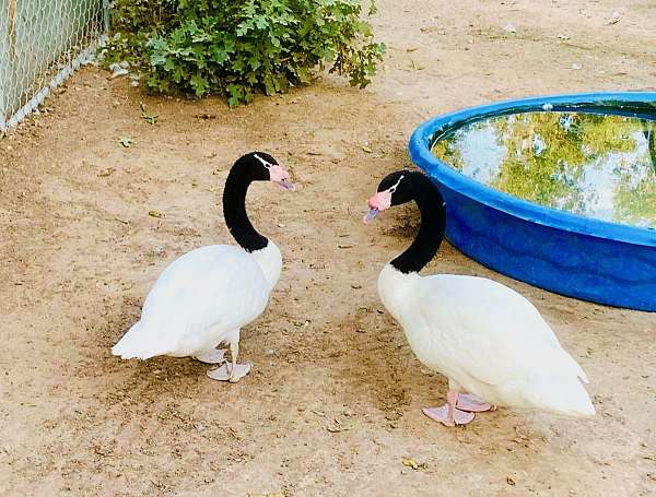 swan-for-sale-in-texas