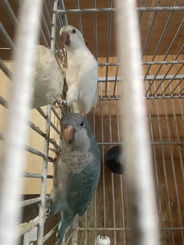 blue-white-bird-for-sale-in-clackamas-or
