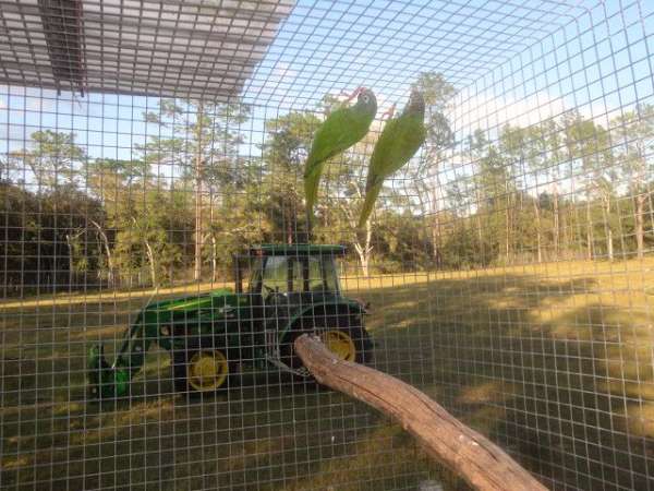 blue-crown-conure-for-sale-in-bronson-fl