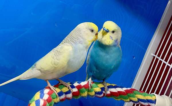 budgerigar-parakeet-for-sale