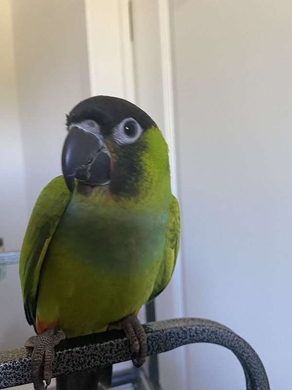 nanday-conure-for-sale-in-kentucky