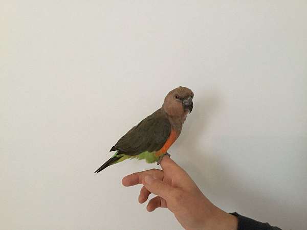 green-orange-bird-for-sale-in-grand-blanc-mi