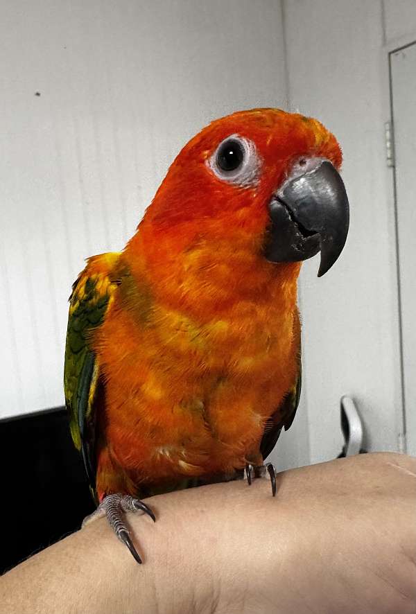 red-bird-for-sale-in-dade-city-fl