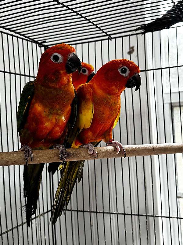 sun-conure-for-sale