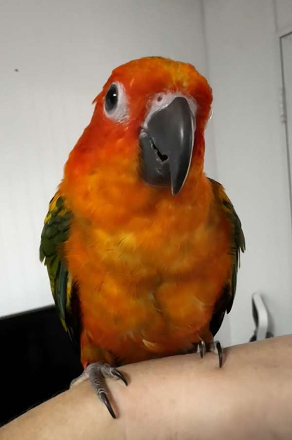 cute-bird-for-sale