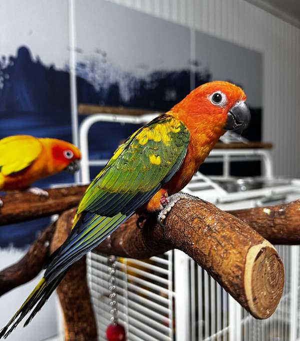 companion-bird-for-sale