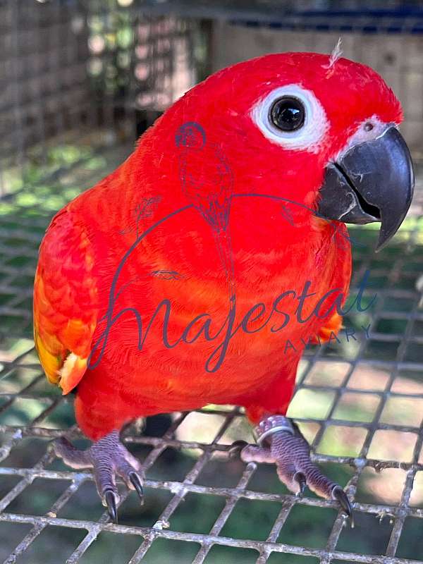 exotic-bird-for-sale