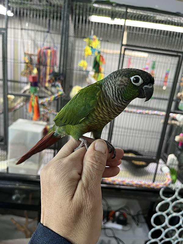 pet-tame-bird-for-sale-in-wilmington-ma