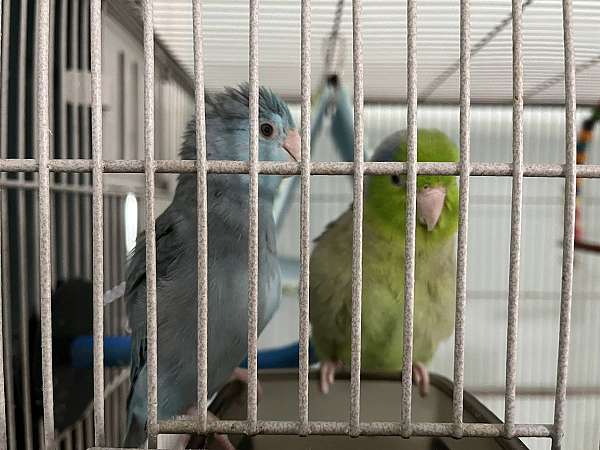 blue-green-bird-for-sale-in-port-st-lucie-fl