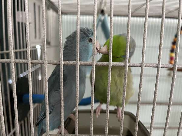 small-bird-for-sale-in-port-st-lucie-fl