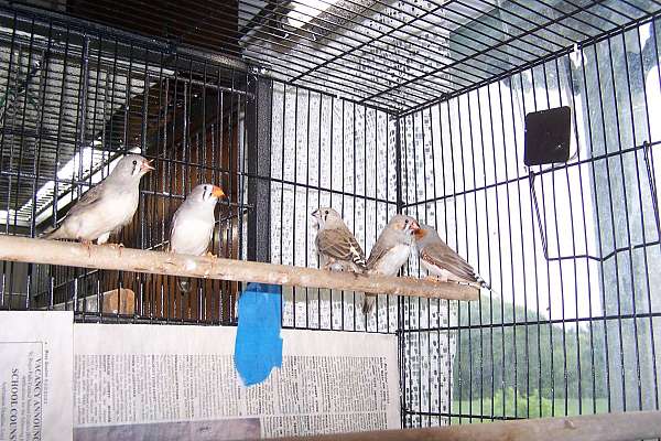 zebra-finch-for-sale-in-fort-covington-ny