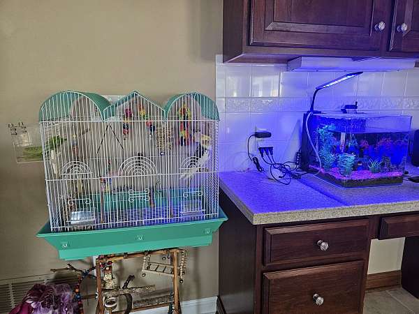pet-bird-for-sale-in-hilliard-oh