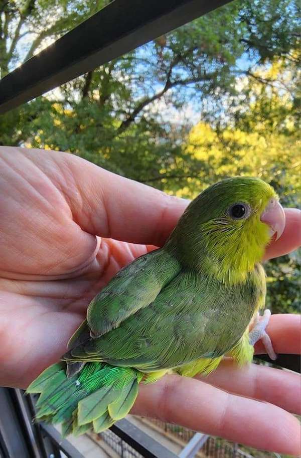 cute-handfed-pacific-parrotlet-for-sale