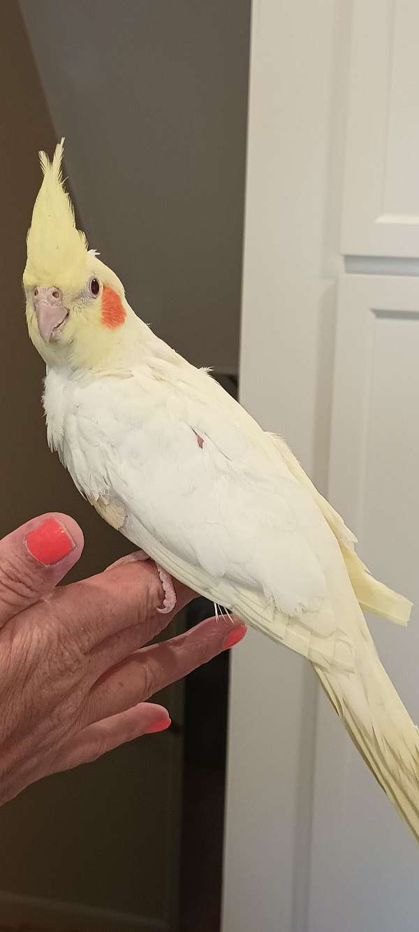female-bird-for-sale-in-king-nc