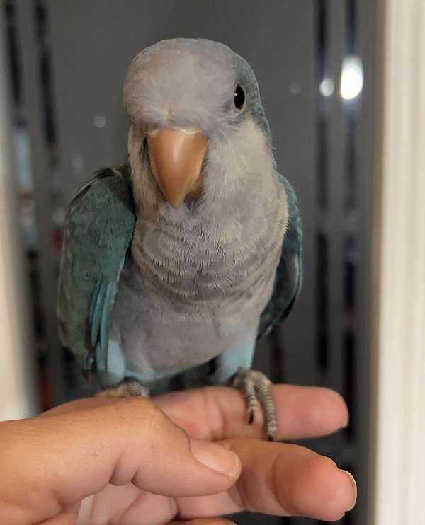 quaker-parrots-for-sale-in-dade-city-fl