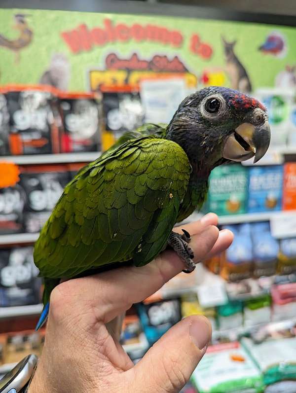 blue-headed-pionus-parrots-for-sale-in-audubon-nj