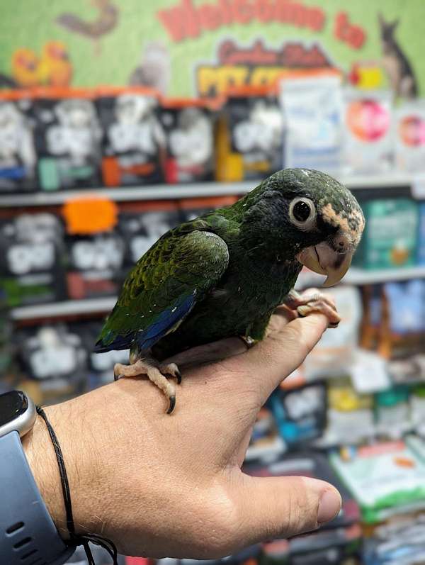 White Capped Pionus