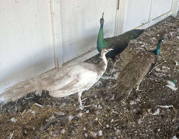 peacock-for-sale-in-oswego-il