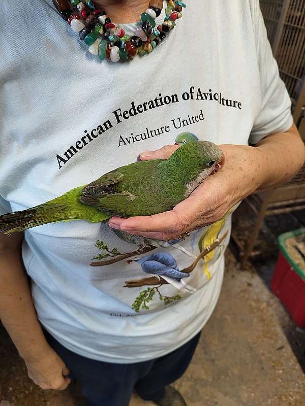 handfed-tame-bird-for-sale-in-cleveland-tx