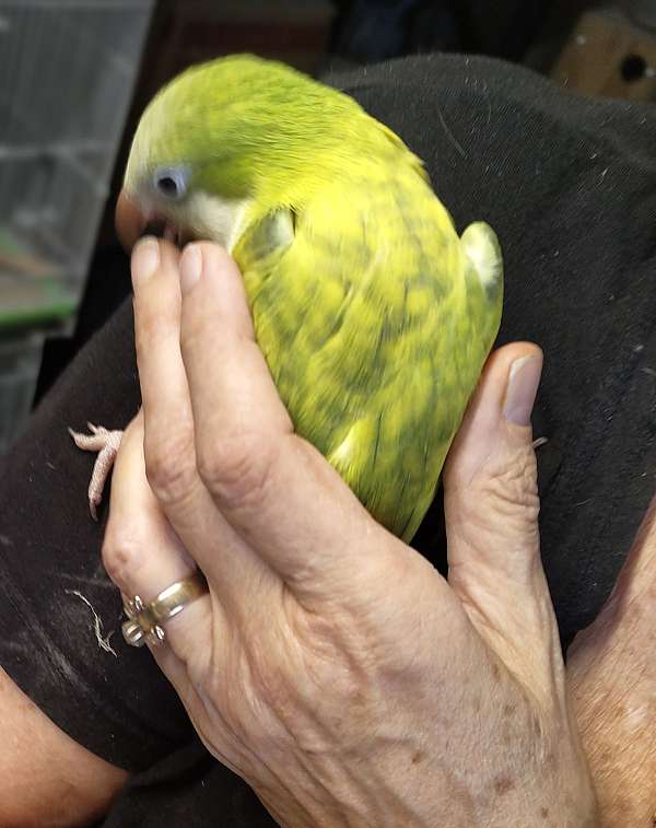 green-opaline-bird-for-sale-in-cleveland-tx