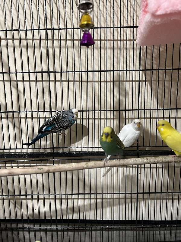 budgerigar-parakeet-for-sale