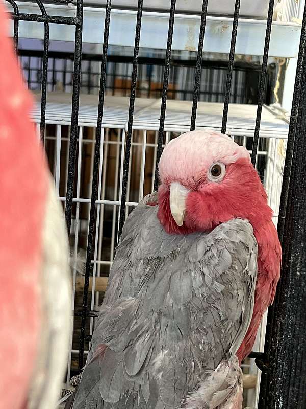 pink-rose-cockatoo-rose-breasted-cockatoo-for-sale