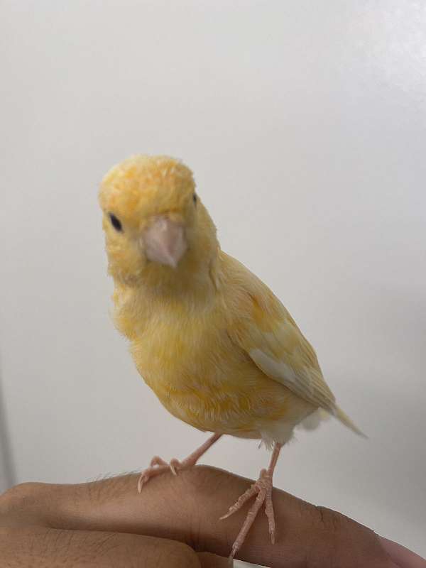 canary-for-sale