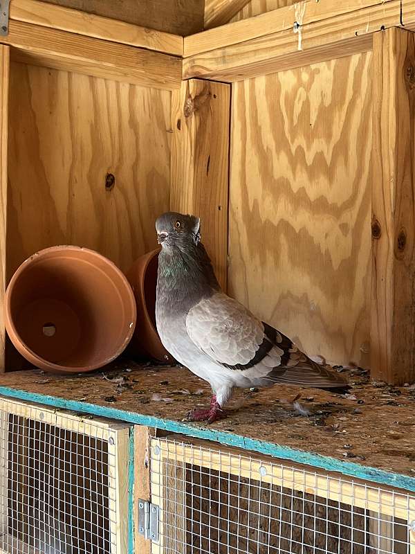 talking-pigeon-for-sale