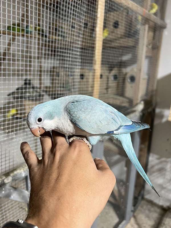 blue-opaline-bird-for-sale-in-stafford-va