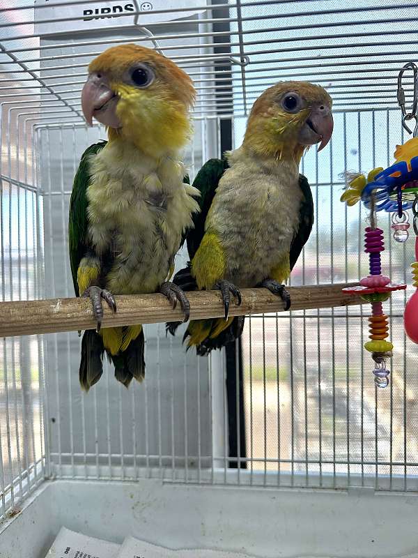 white-bellied-caique-for-sale-in-st-petersburg-fl