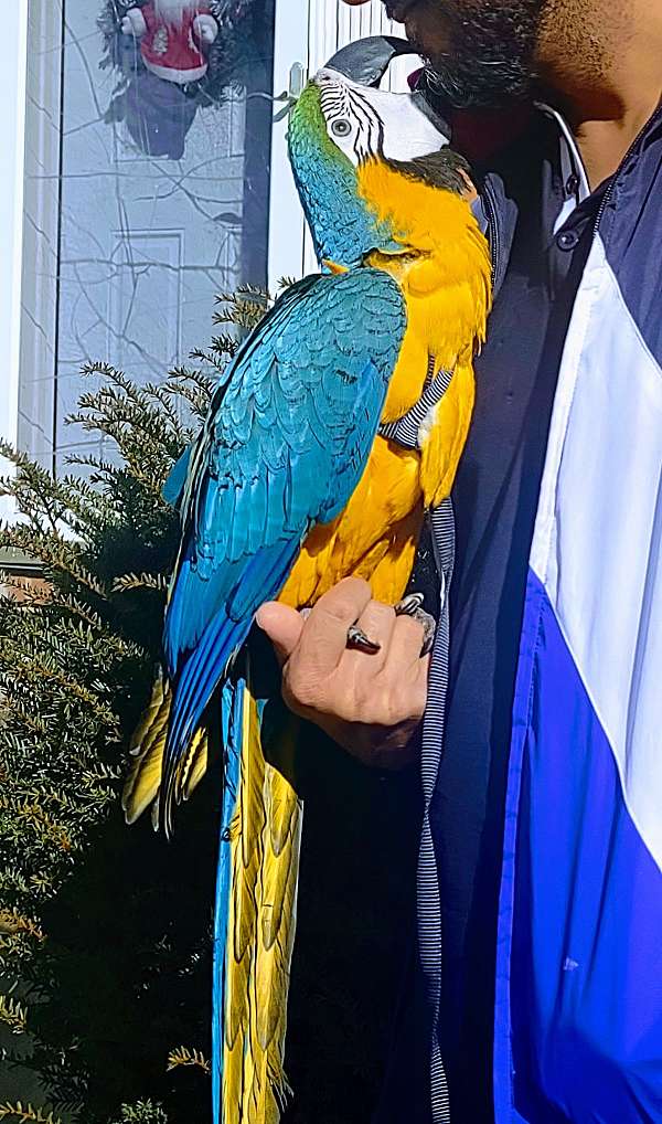 View of Blue and Gold Macaw Baby