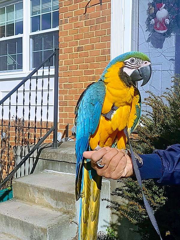 baby-macaw-for-sale