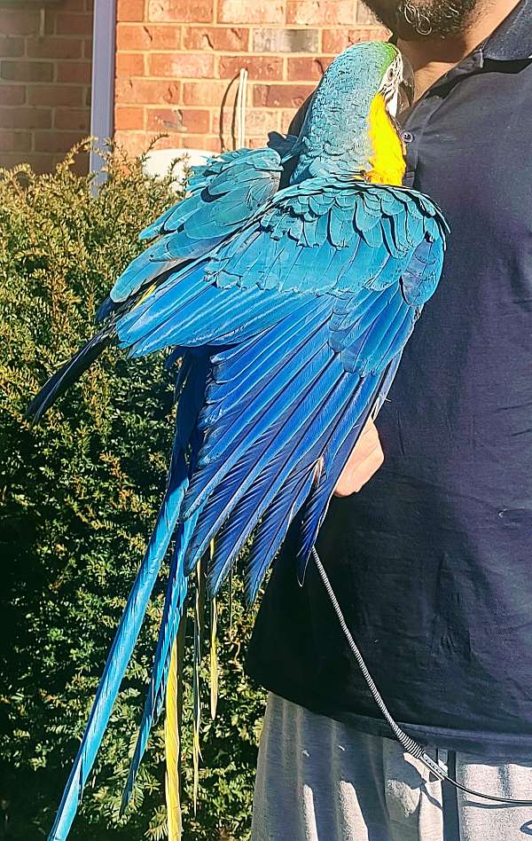 blue-gold-macaw-blue-gold-macaw-for-sale