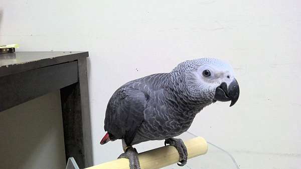 Congo African Grey
