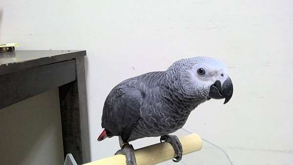 congo-african-grey-parrot-for-sale-in-norcross-ga