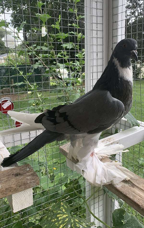 blue-pied-bird-for-sale-in-framingham-ma