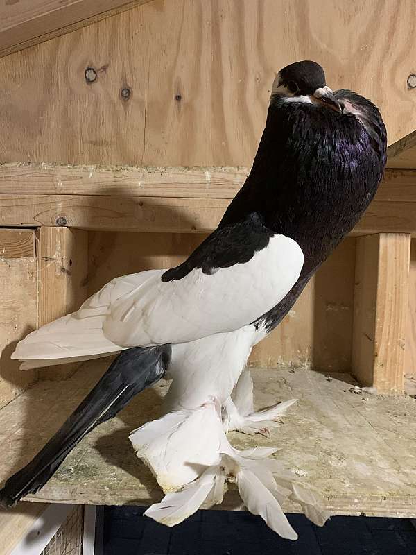 2022-black-reversed-wing-male
