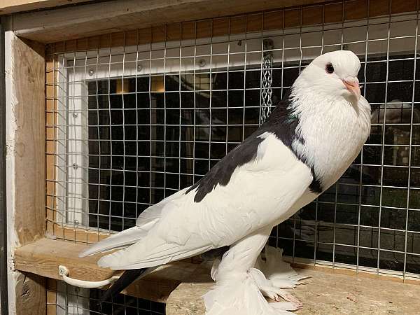 exotic-bird-for-sale-in-framingham-ma